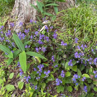 紫の小さな花がたくさん咲いています