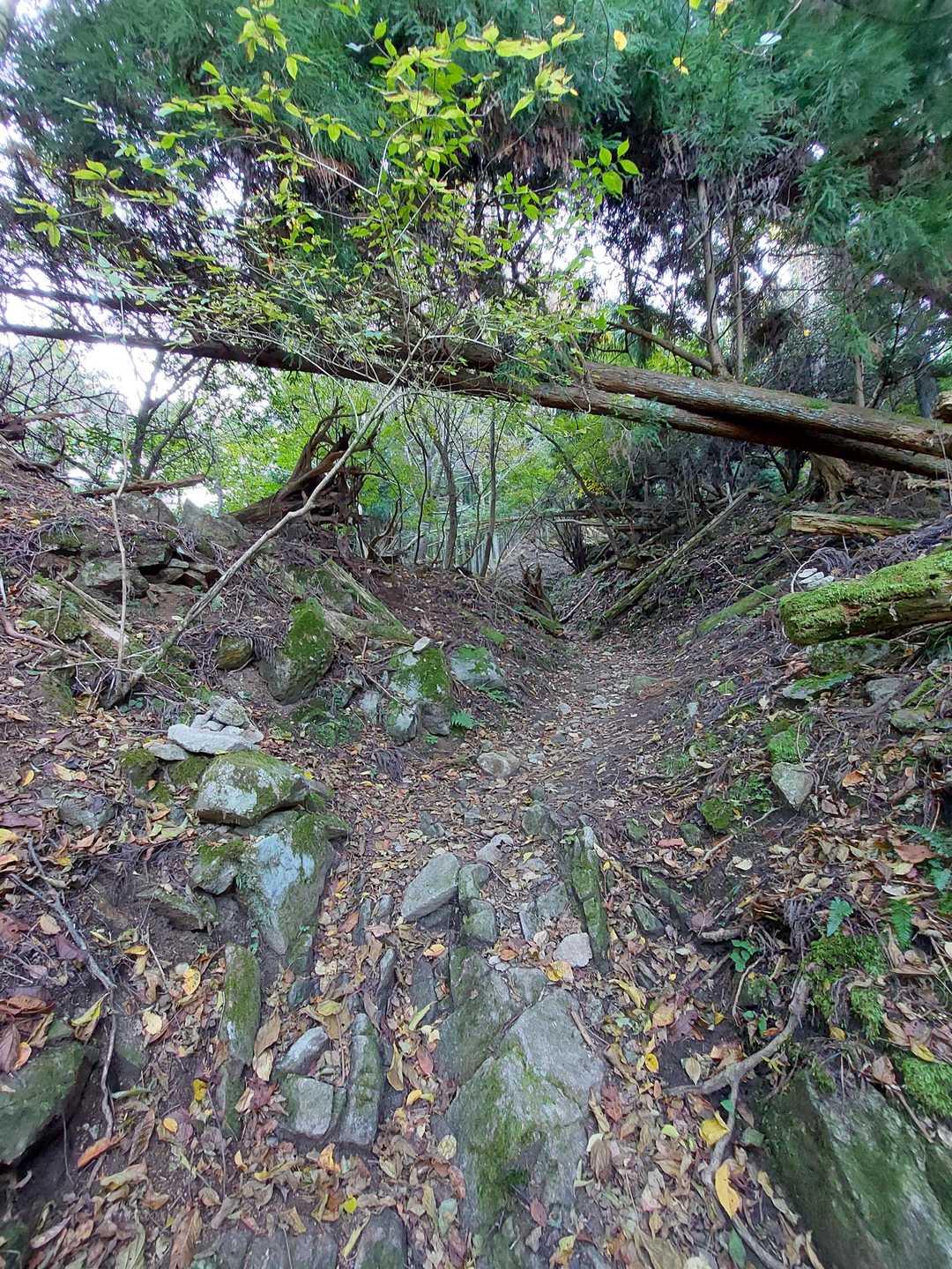 真ん中あたり、たまに足場が悪い山道。