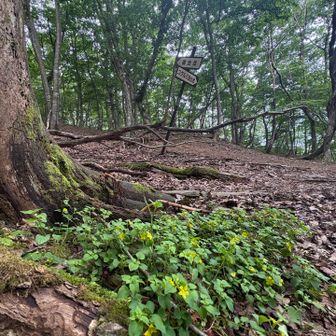ヤマブキソウもたくさん咲いてた、6合目🌼