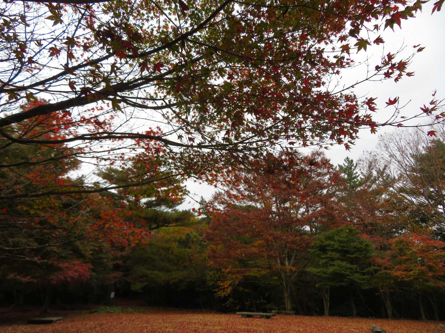 三笠山山頂

ここに来ると、鮮やかな紅葉が目の前にっ