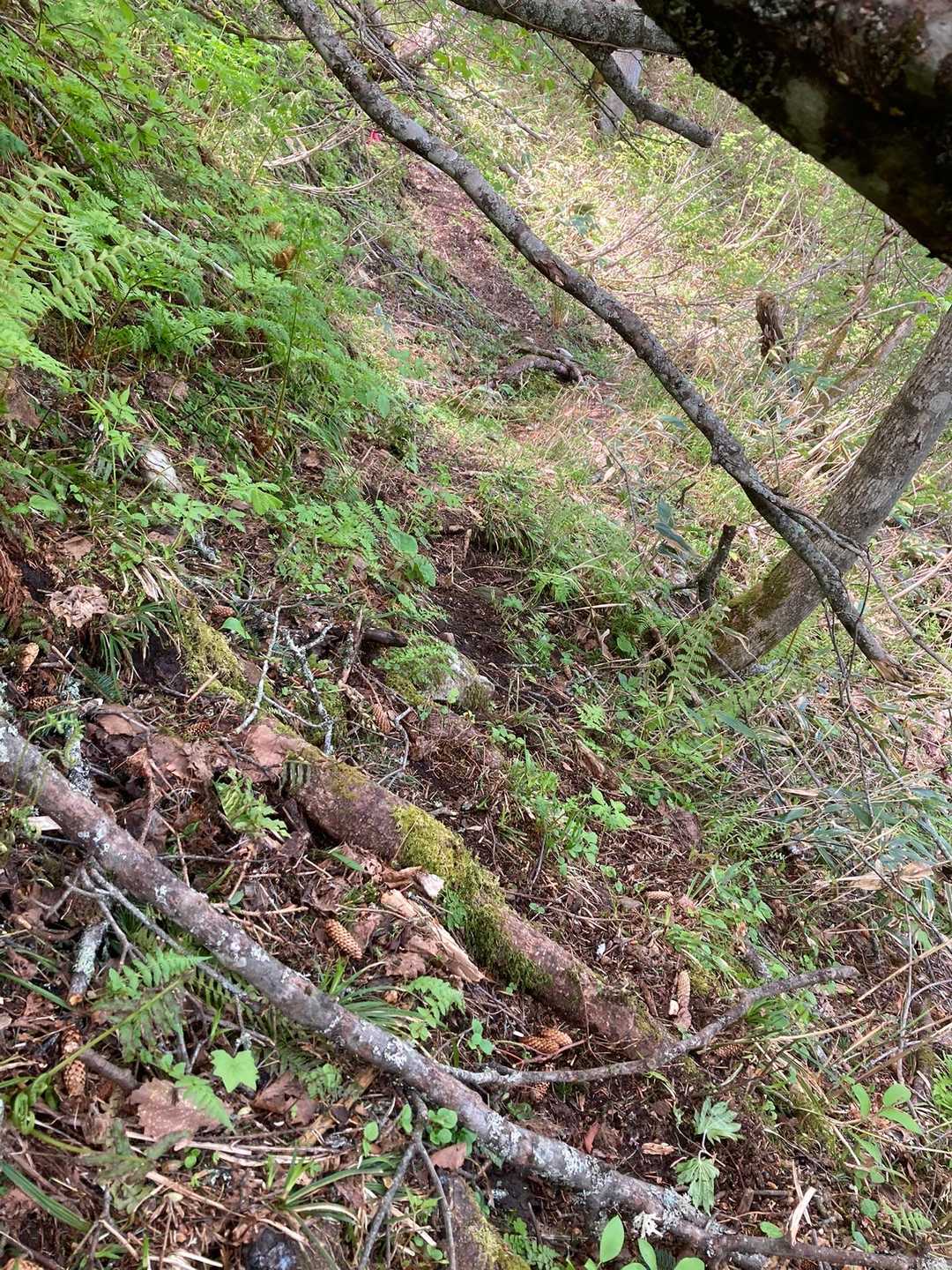 トラバースに入ってます。

トラバースはかなり長かったように思います。
行程の三分の一以上は あったように
思います。

