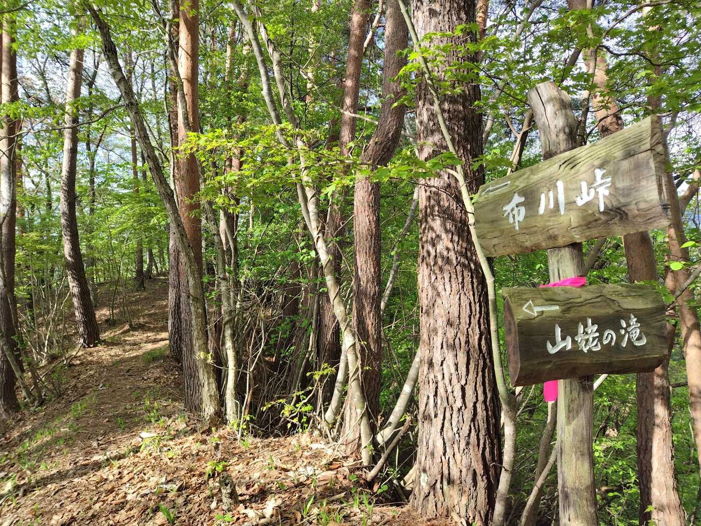周回の下りはなだらかで気持ち良い森林浴でした😊