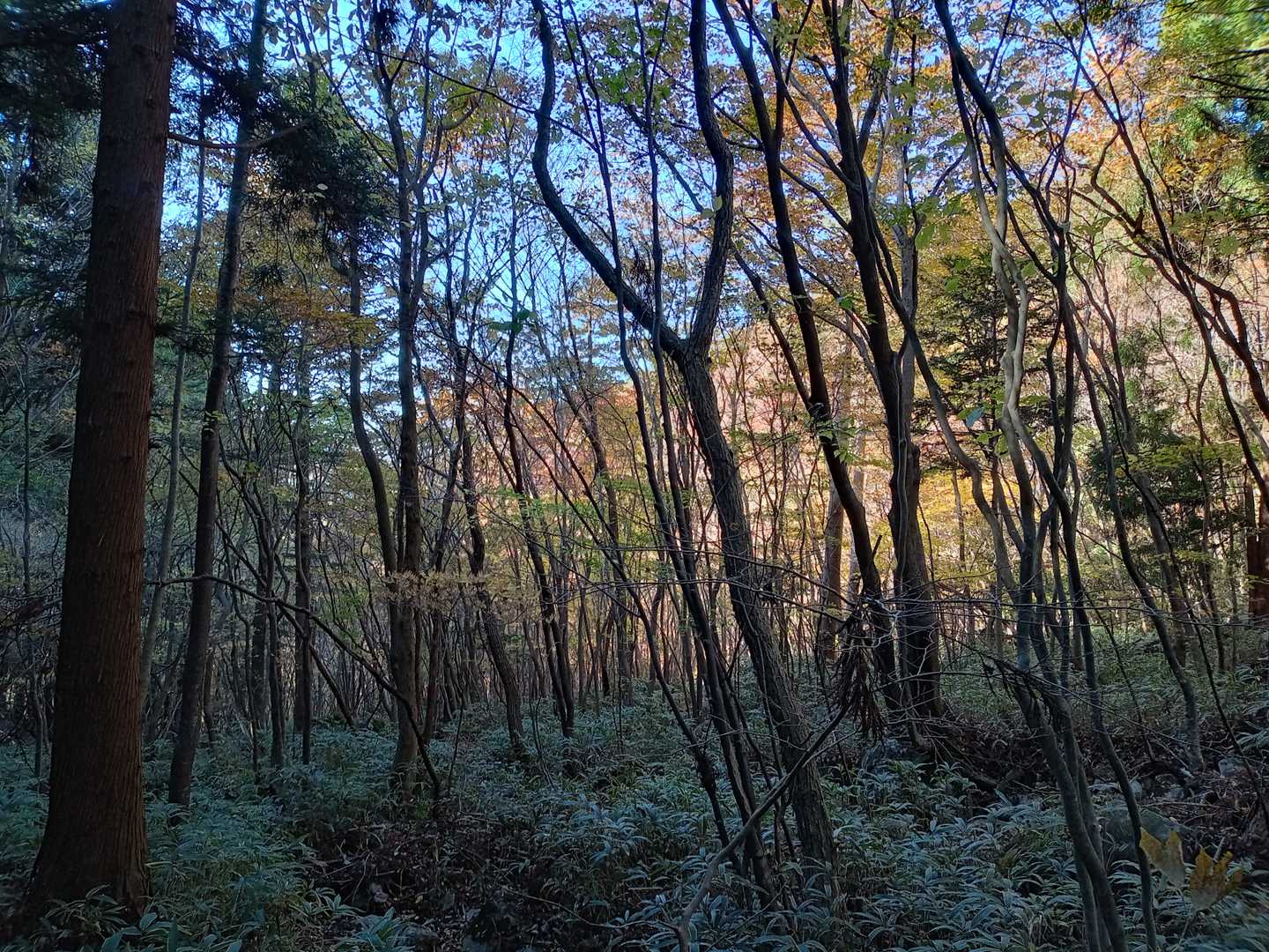 瓢ヶ岳 往復コースの写真