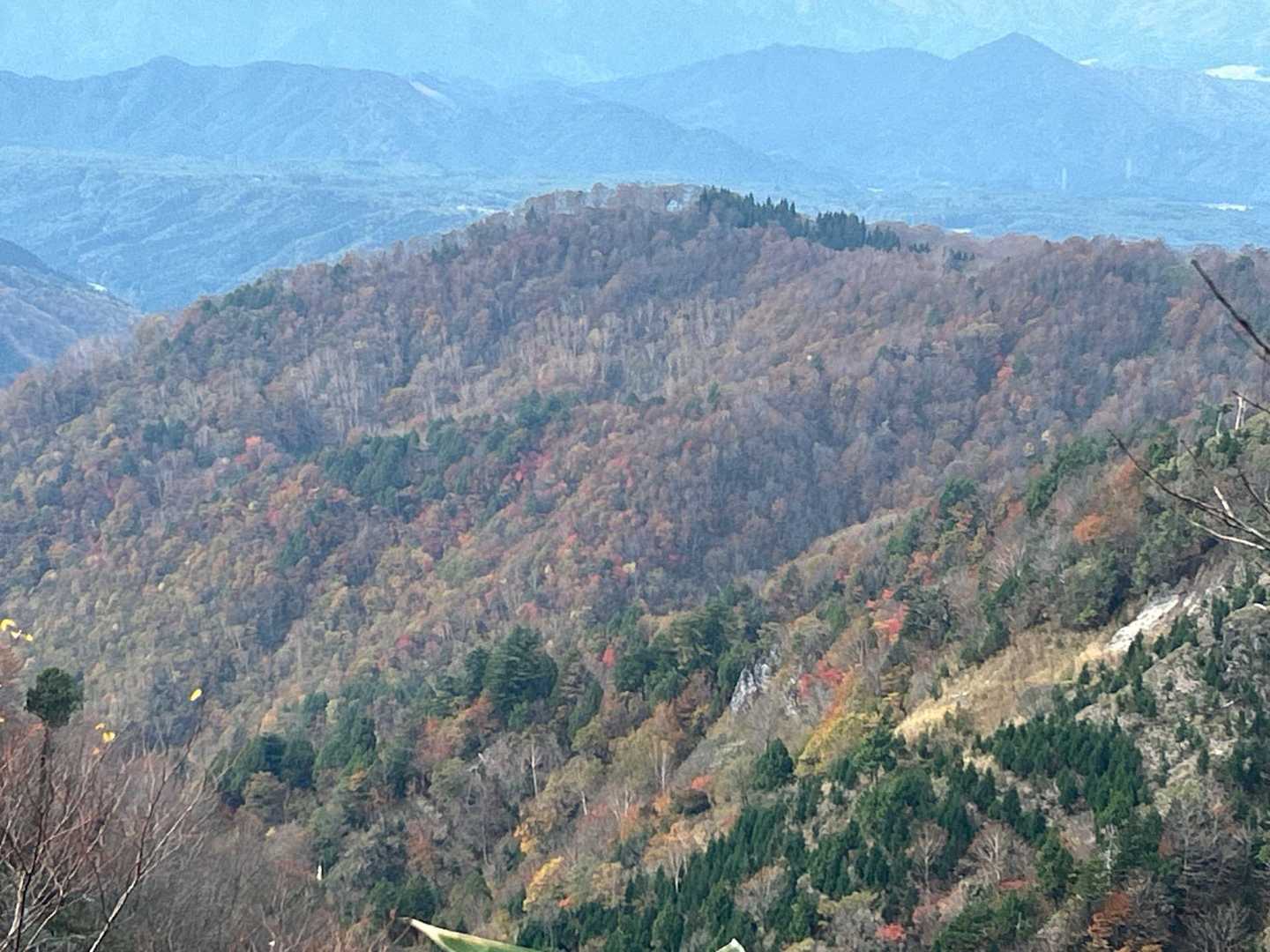 紅葉しています🍁