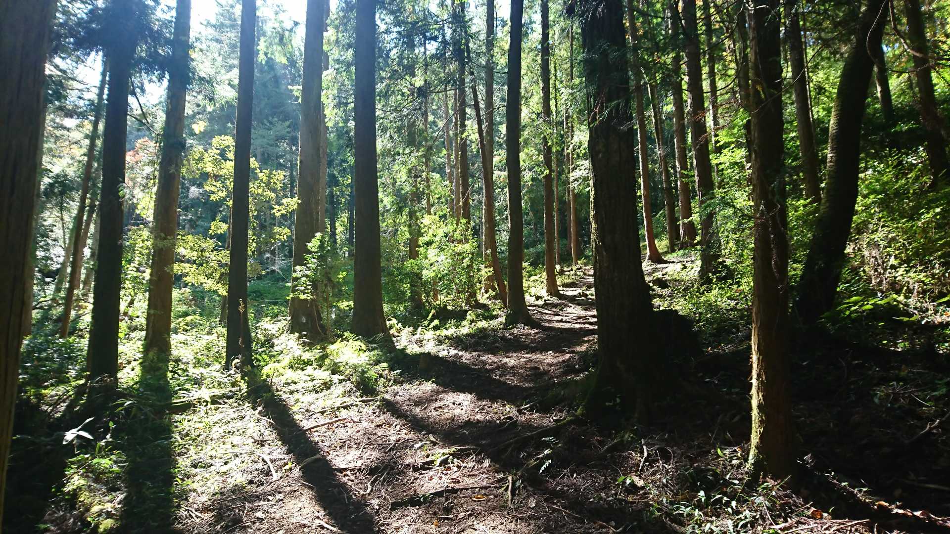 しいたけ園を抜けて、気持ちよく登ります