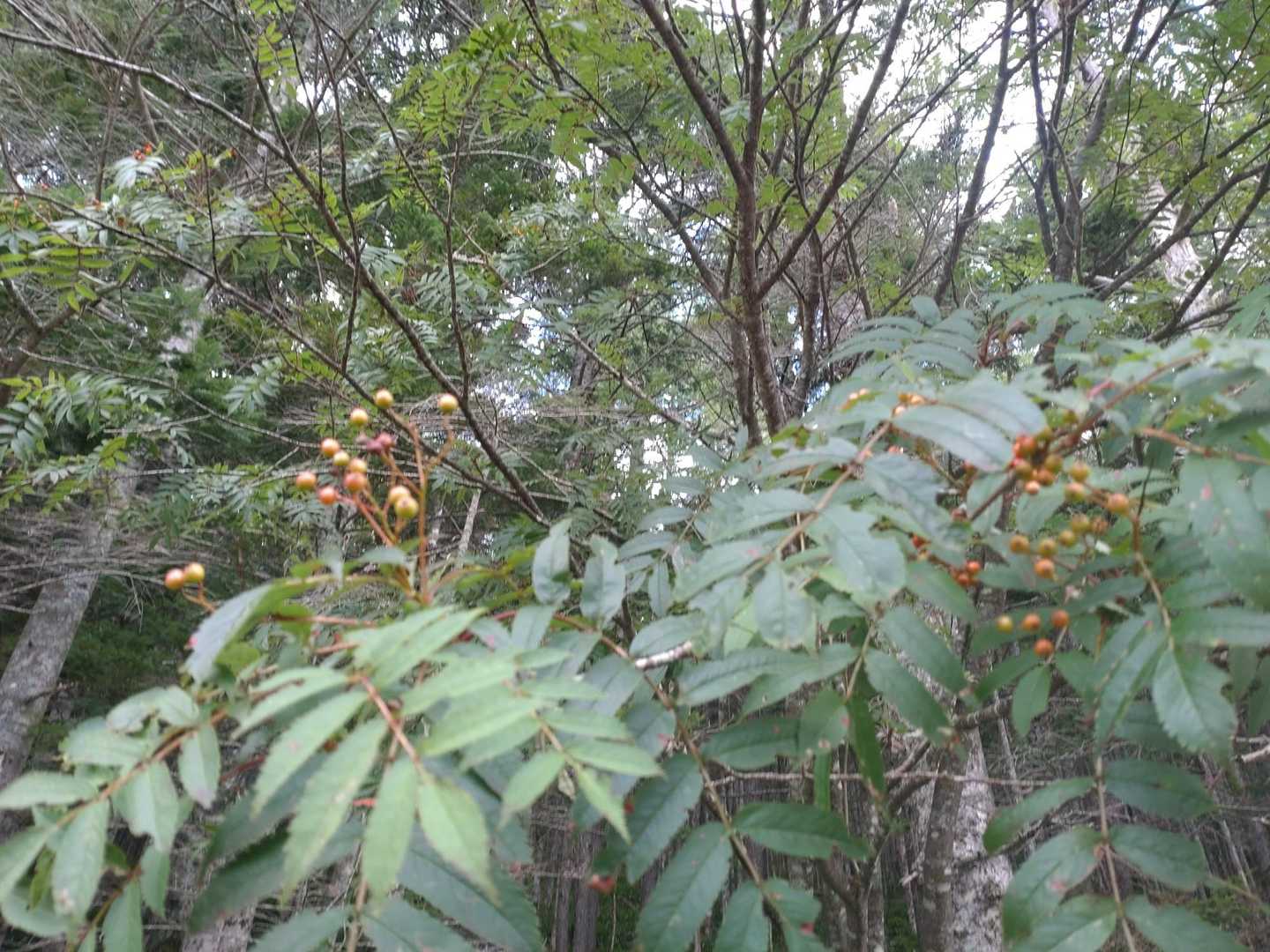 ナナカマド😊