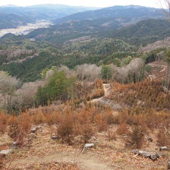 山頂は寒いので、風を避け伐採地で昼食を摂りました。