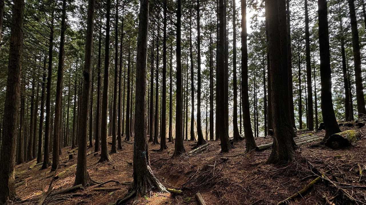 鍋割山・塔ノ岳・烏尾山縦走 の写真 50