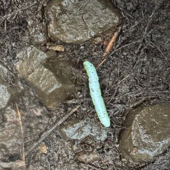 水に濡れる青虫くん🐛💦
