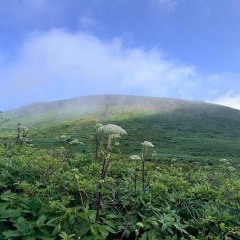 ミヤマシシウド。
山道の脇に沢山咲いてる、似てるお花があるじゃない？（後で調べてミヤマセンキュウ）
それをドラえもんのビッグライトで大きくしたみたいなの。
めっちゃ大きい！