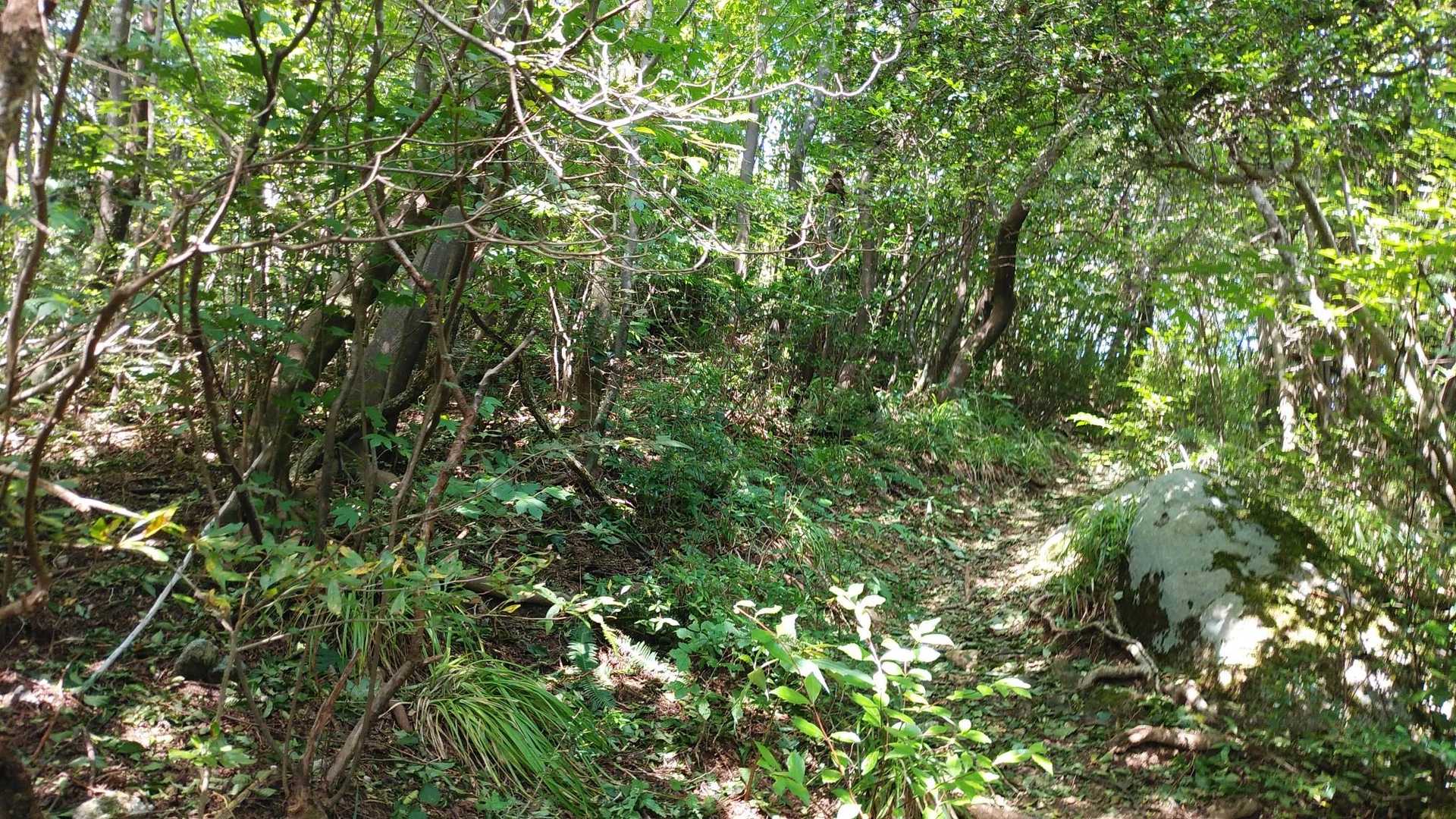 地形的にこの辺りで1番高いピークを目指し、うるし谷へのルートから左の林の中に入ります