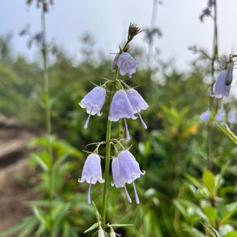 君の名は？　高山植物の名前が覚えられません😂