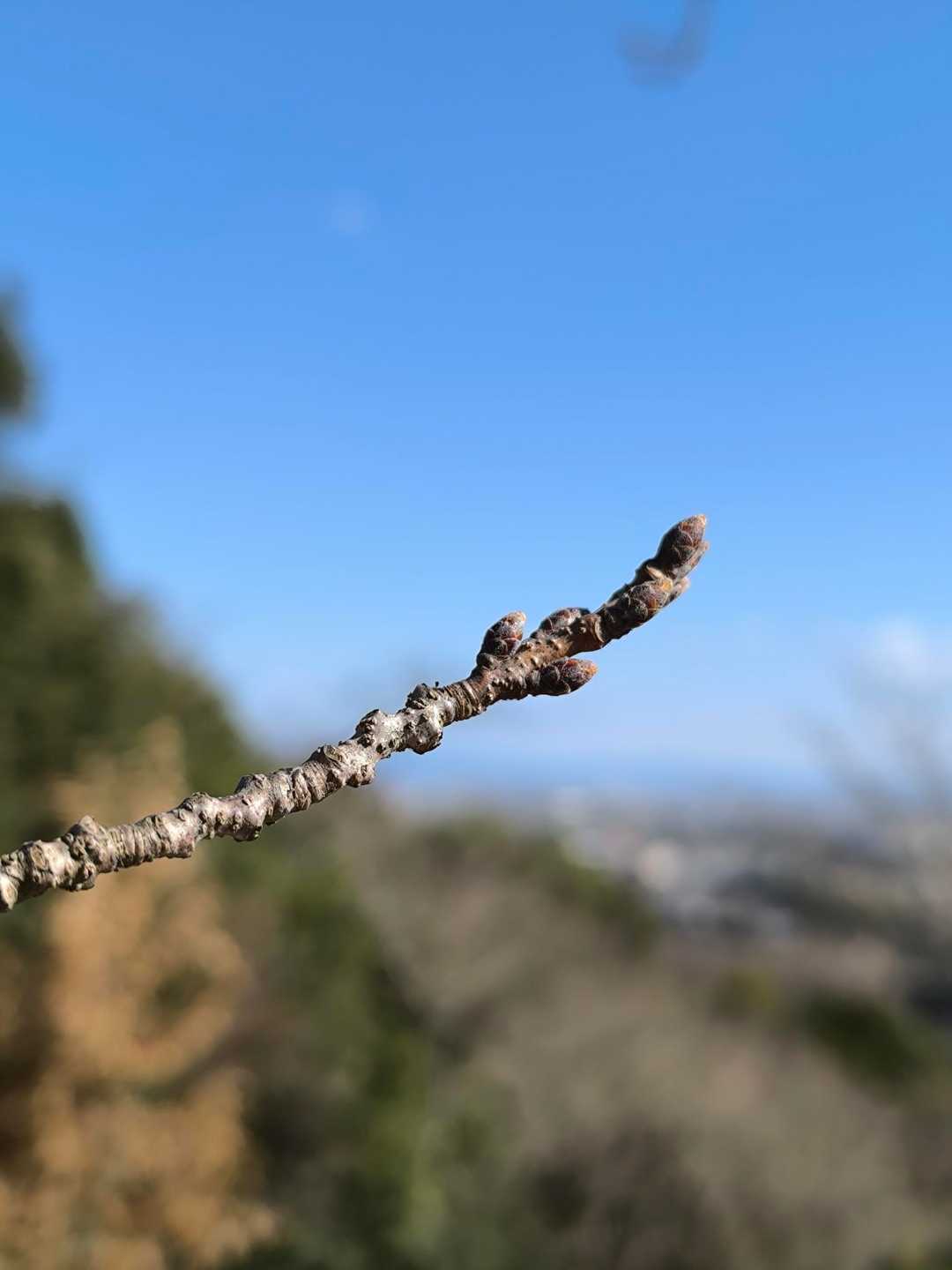 桜の蕾はまだかたいけど春を待つ気持ちは膨らむね🌸