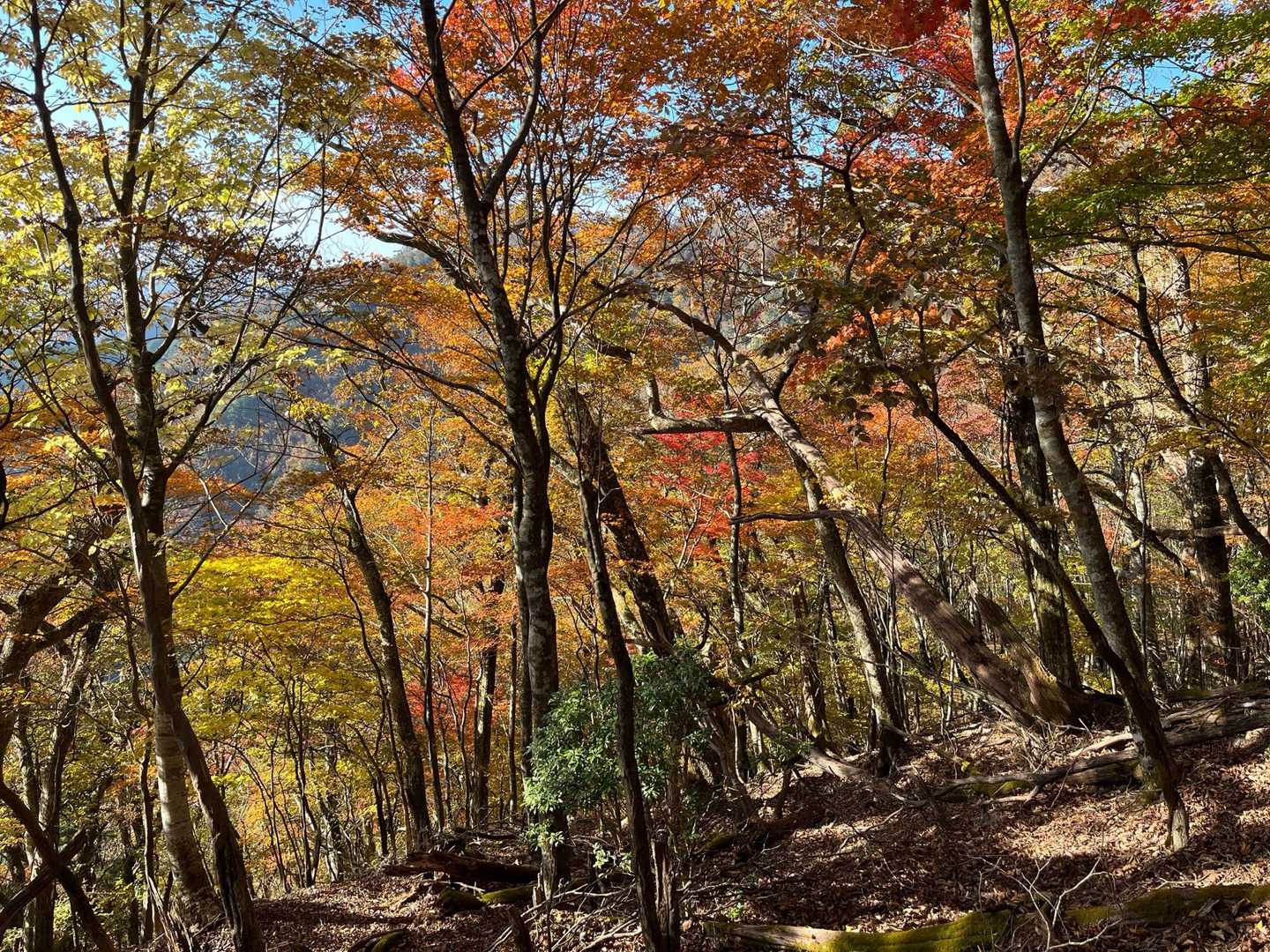 岩宇土山登山口-岩宇土山-上福根山 周回コースの写真