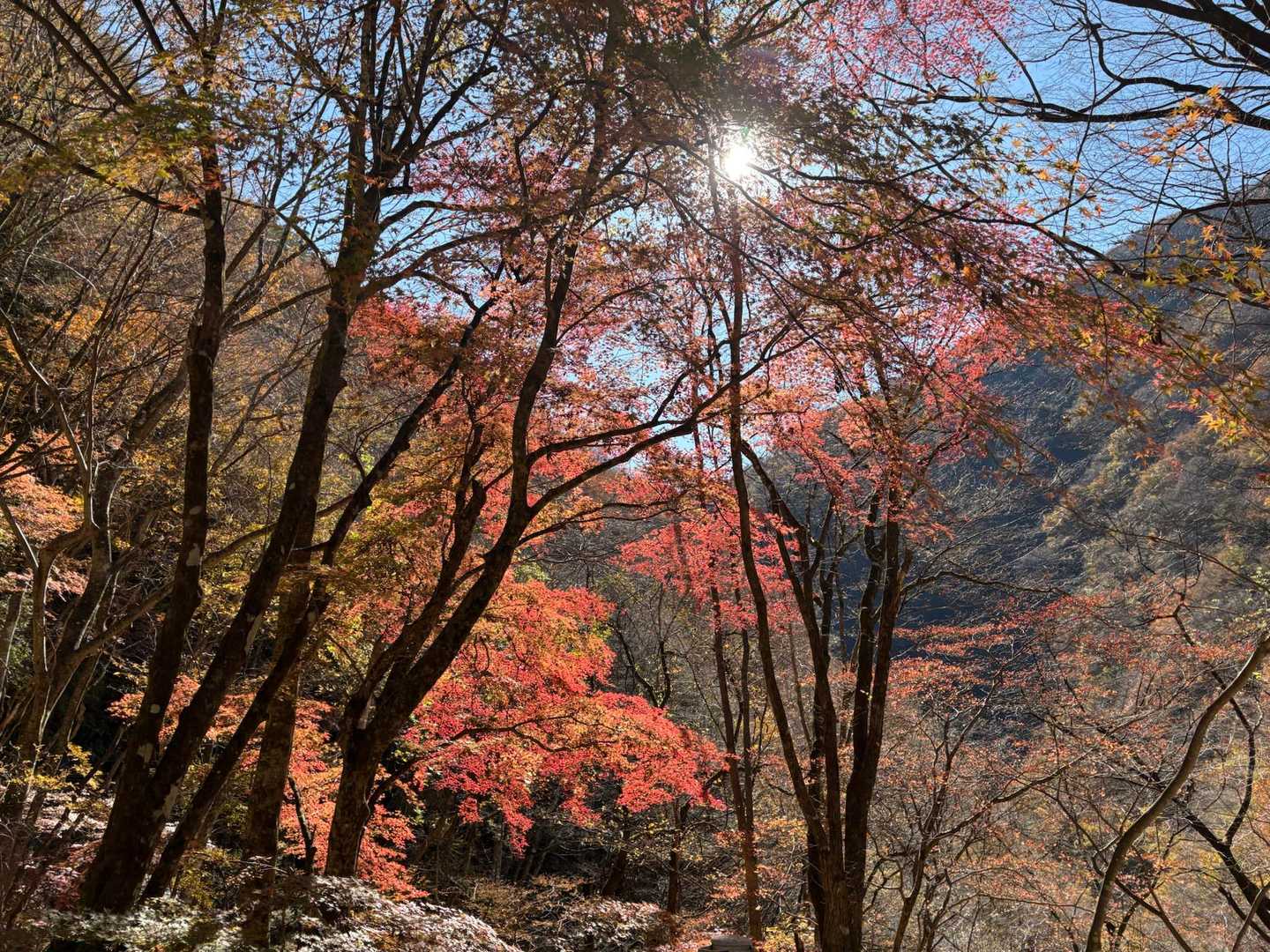 目の保養🍁