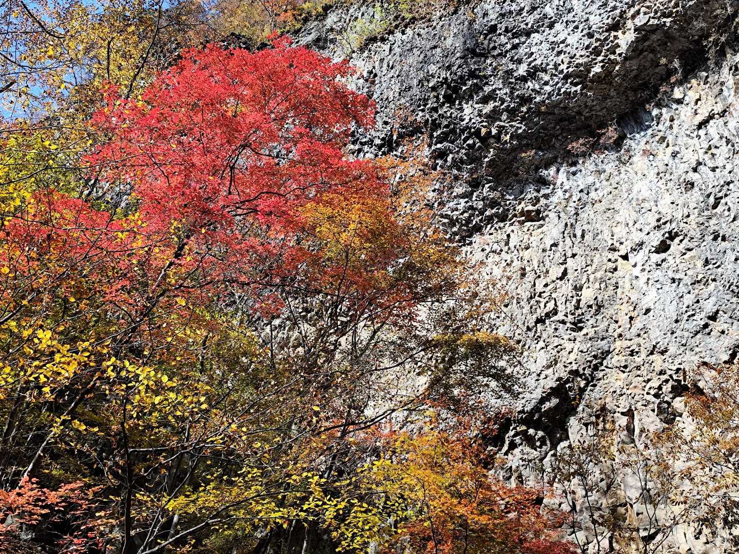 もみじ綺麗🔴🍁