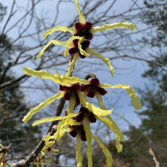 マルバマンサク