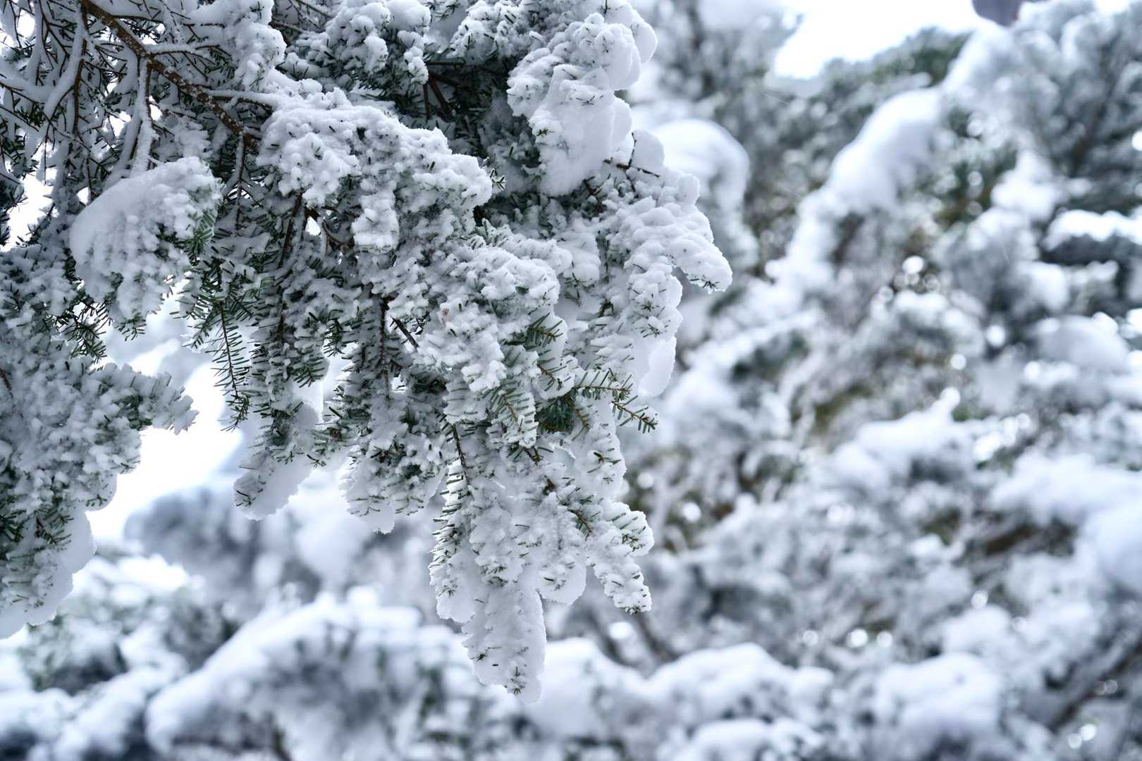丸笹山 往復コースの写真