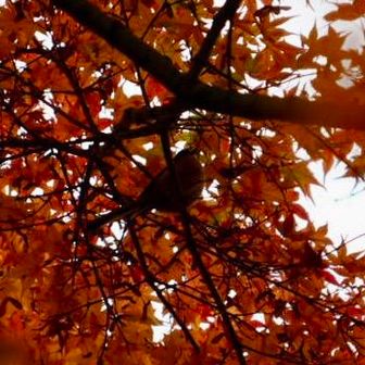 
　　　あっエナガめっけ😊
