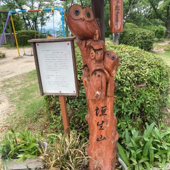 垣生山、ふくろう１