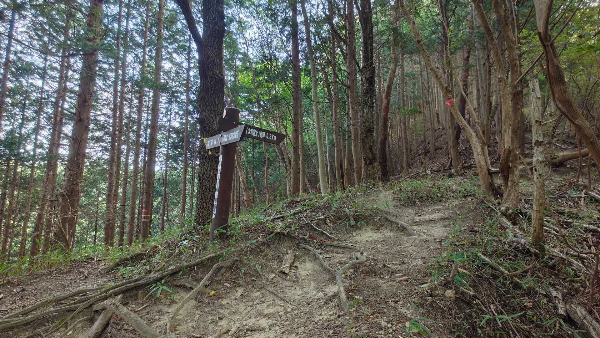 額井岳へはここから右に登る感じですが左奥へと進み大保山へピークハント。
