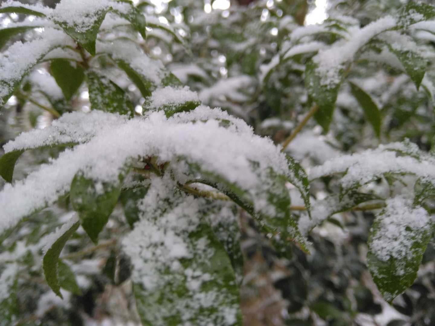 積もっているね☃️