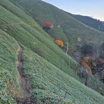 約30年前に次郎笈と剣山に登った折り、今では廃道となった東斜面のトラバース道を通ったのですが、強い風雨の中、当時でも道が細くて谷へ傾いていて笹の地下茎がツルツル滑って掴まる木もなくて、笹を掴むとブチブチ千切れてで、さんざんな目に遭いました。
その思い出が強烈なので、同様のトラバース道を通ってみました。ほら怖くない、怖くない。