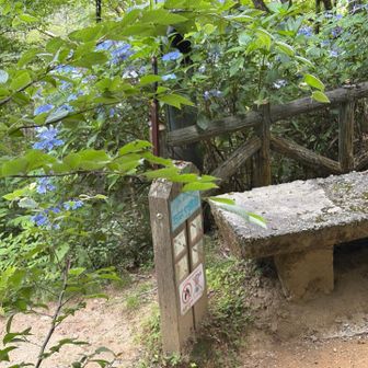 今日は、この尾根を、下山しました。