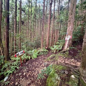 この分岐から登っていきます