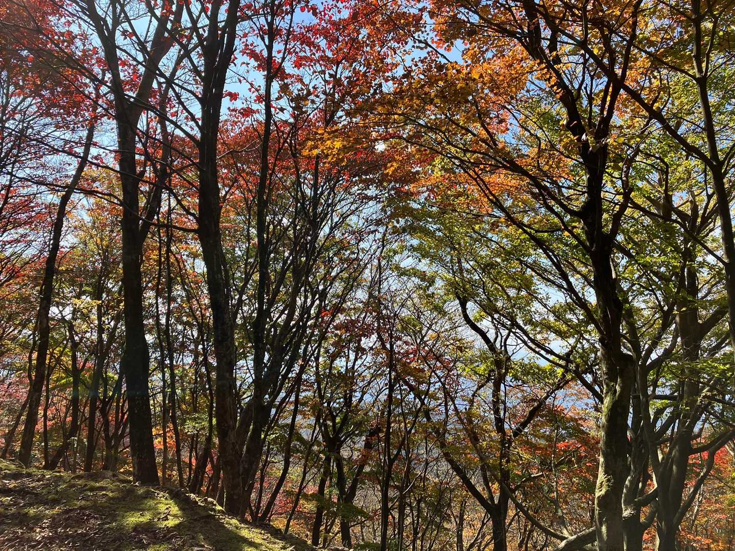 下山は両子山登山道