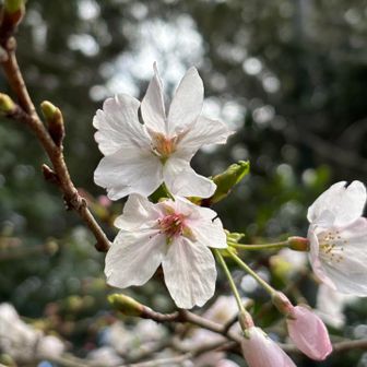 桜はまだ咲き始めでした