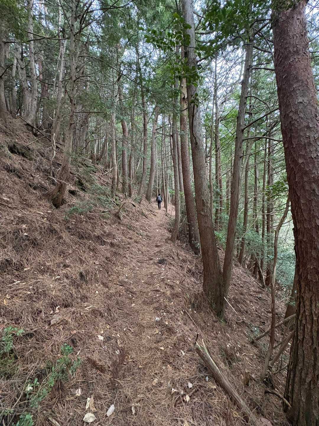 山頂までは松林の歩きやすい登山道🌲