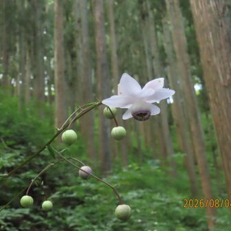 うっとり。
蕾。中はギッシリでしょうね。
開くの待ってますよ👍️