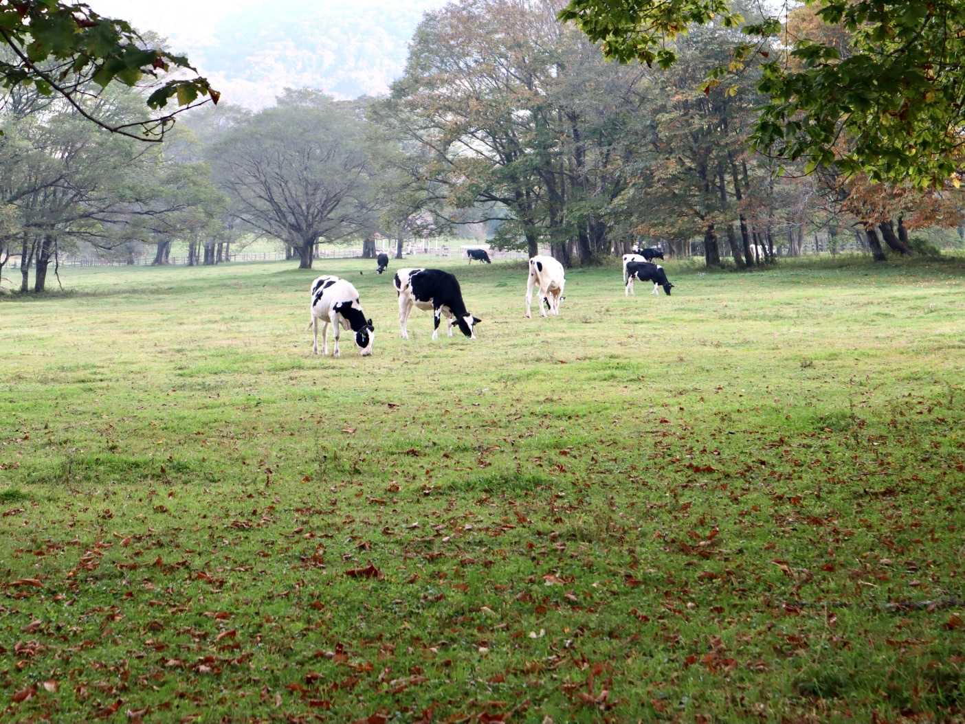 ちょー牛🐄いる( *´艸｀)
今日も無事、下山しました。
本日も大変お疲れ様でした٩(๑❛ᴗ❛๑)۶ 