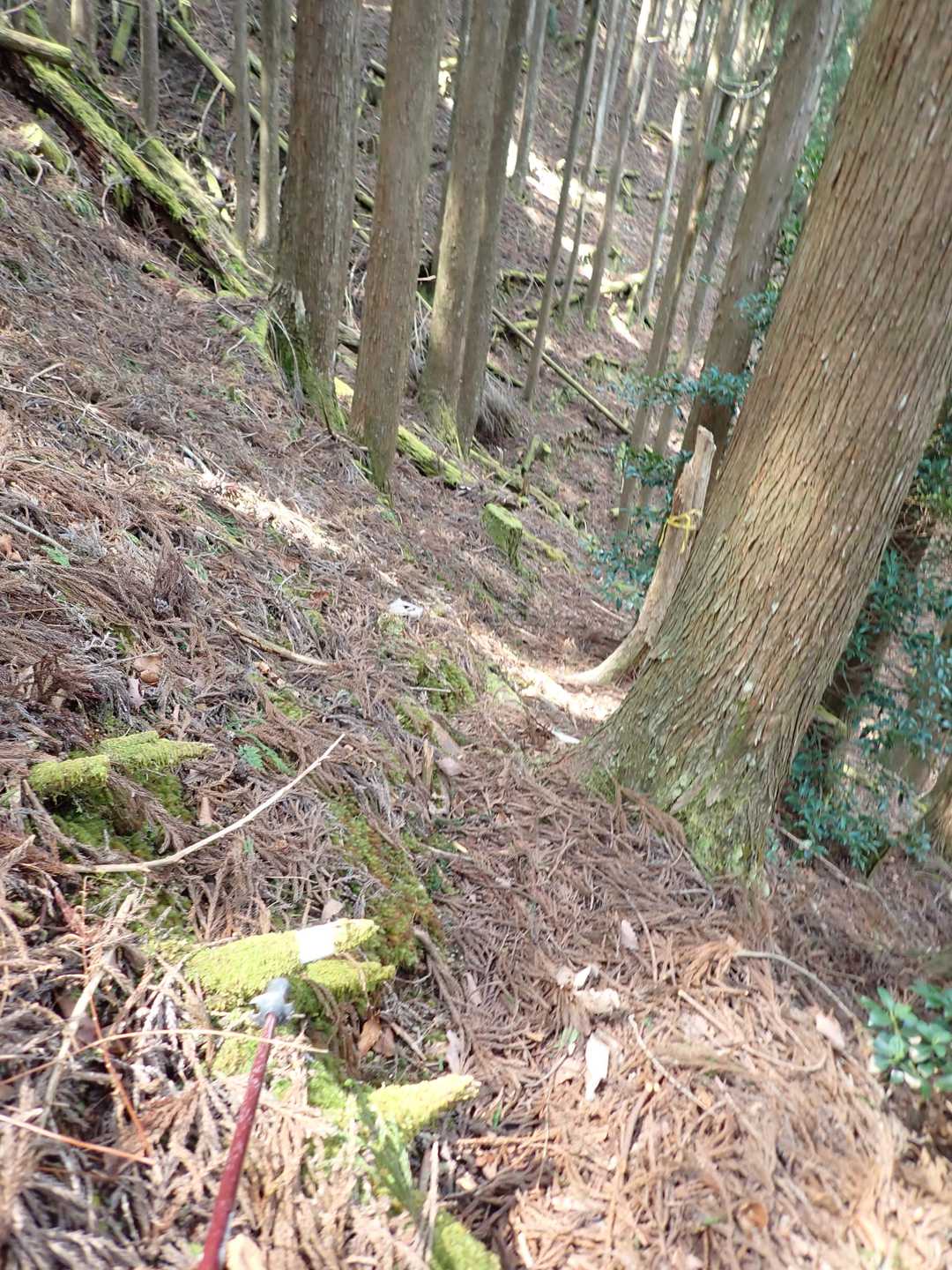 樹林帯のつづら折りで、くだります