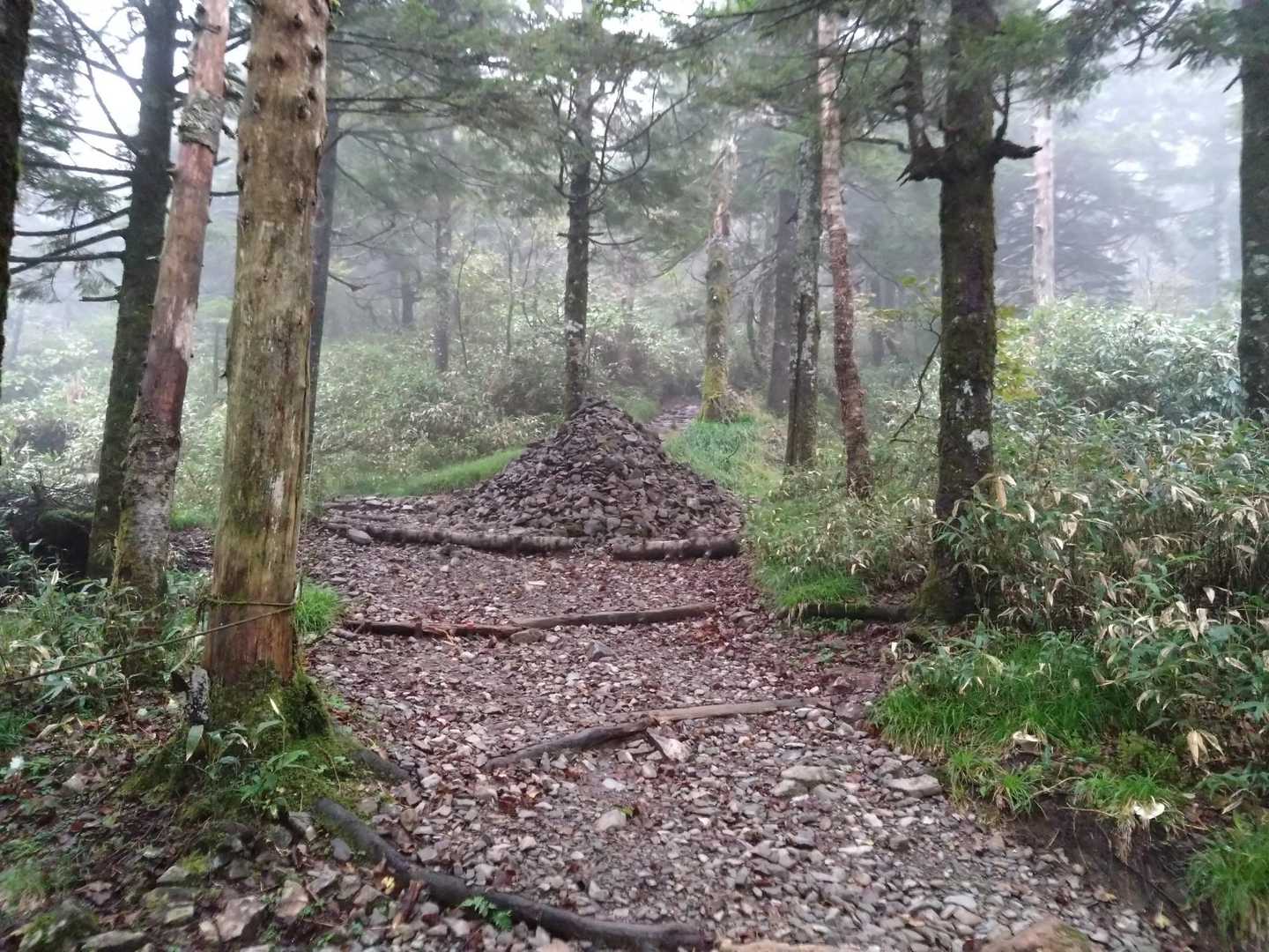 樹林帯