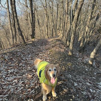 歳を取り足元がおぼつかなくなってきているので、下山は心配しておりましたが、四駆の彼は全然大丈夫でした。