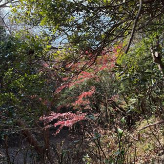 こちらにも紅葉