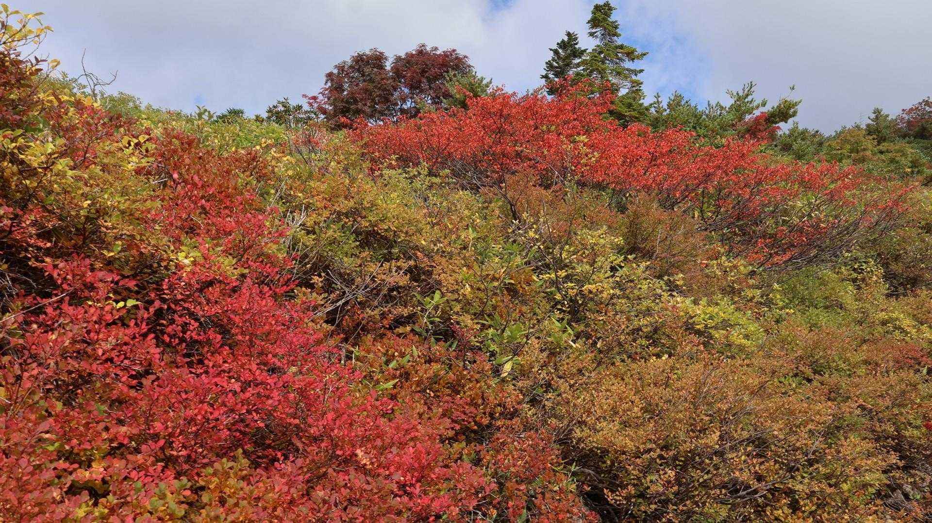 これは、何とかサクラの紅葉でしたか？

手前がドウダンツツジ
奥の赤がミネザクラ