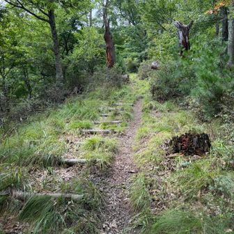この階段を登ると山頂