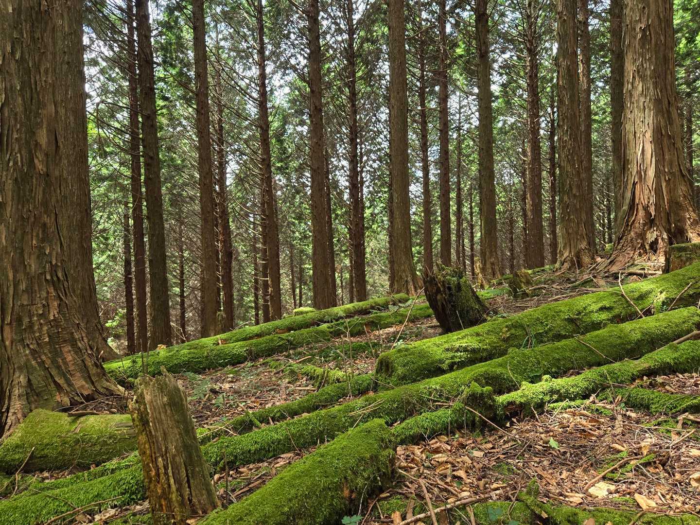 🌲🌲