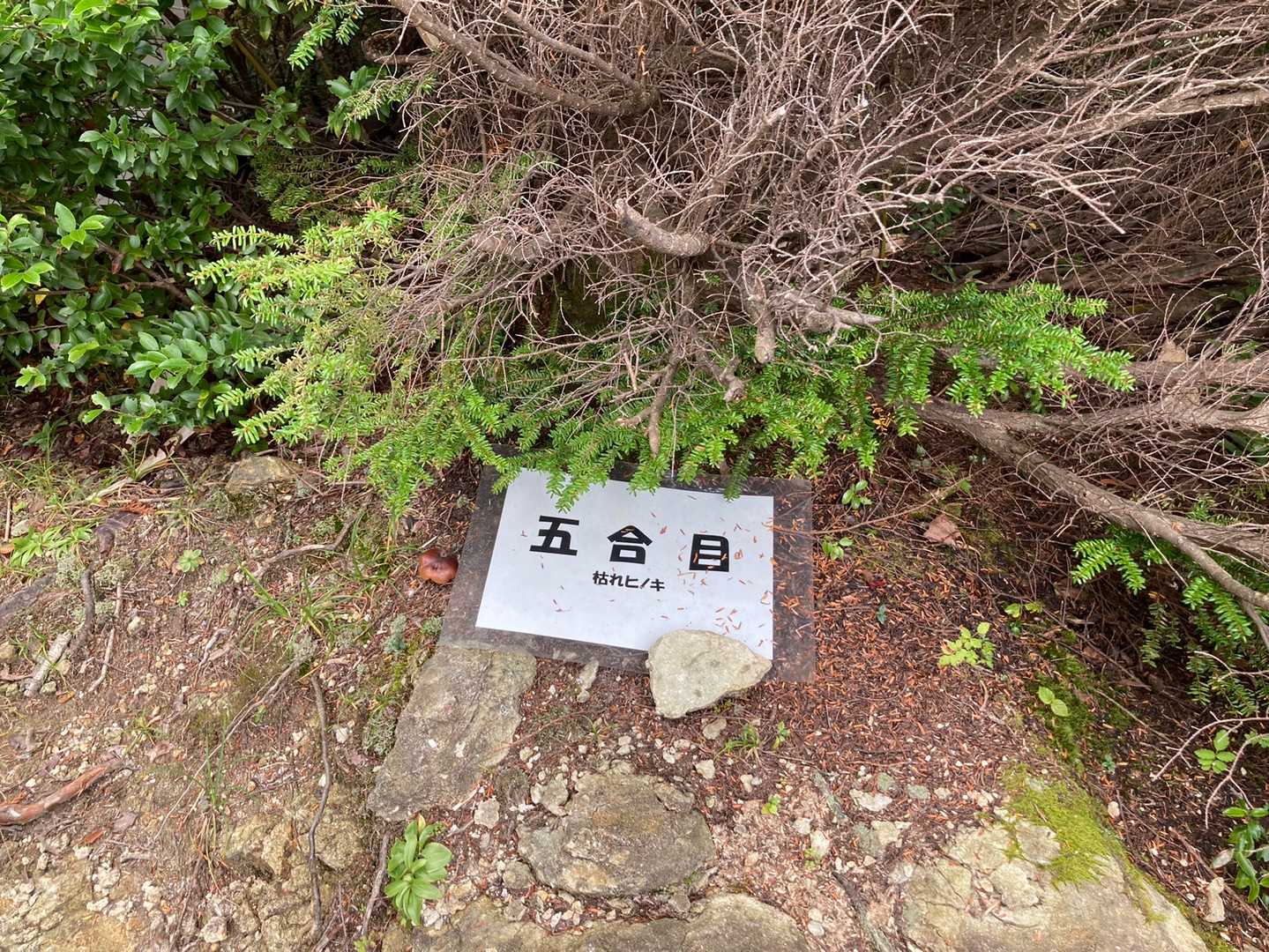 五合目
枯れてるヒノキじゃ目印にならないのでは…