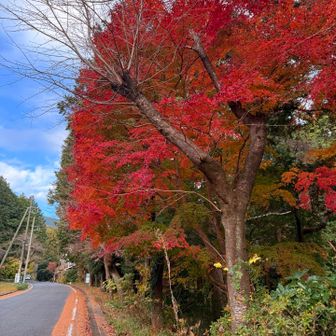 公園の鮮やかモミジ