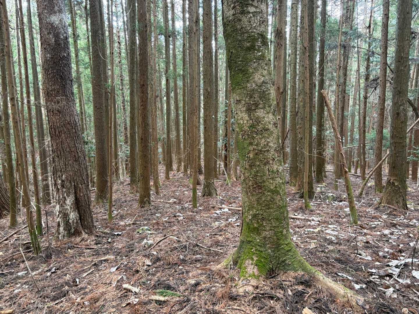 登りで見逃した①番
見つけたいなぁ