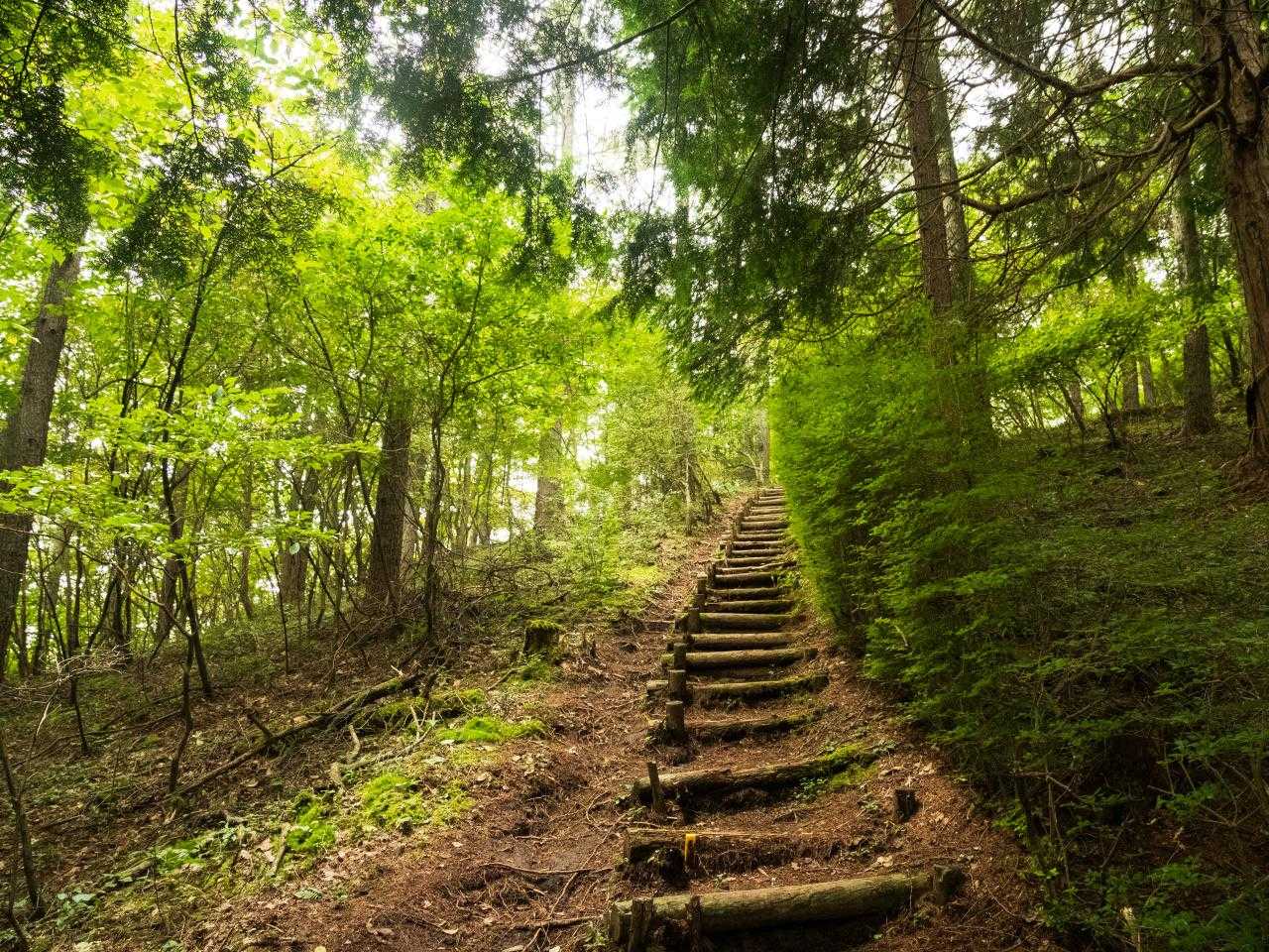 登山道というより遊歩道だ。