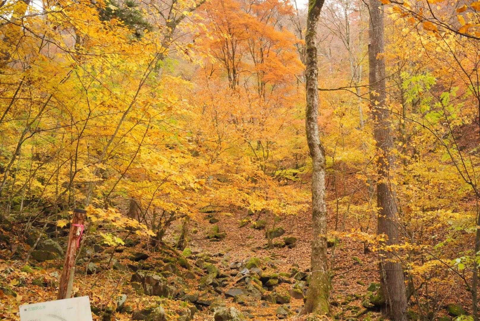 都民の森-鞘口峠-三頭山-ムシカリ峠-三頭大滝 周回コースの写真