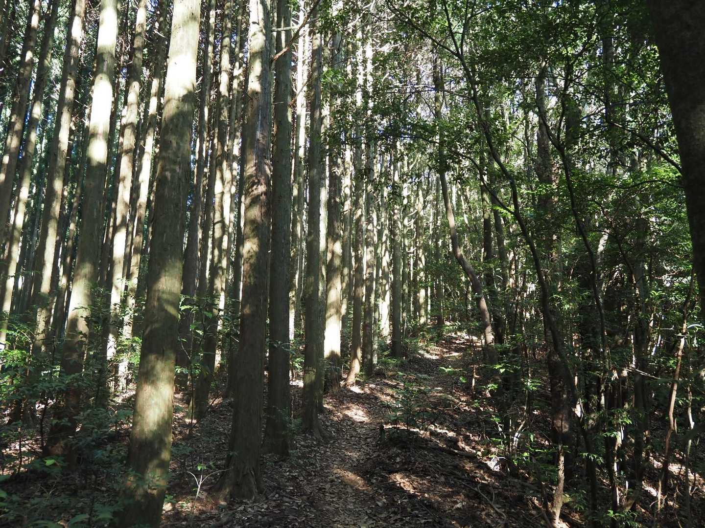 独り森林浴に勤しみながら‥