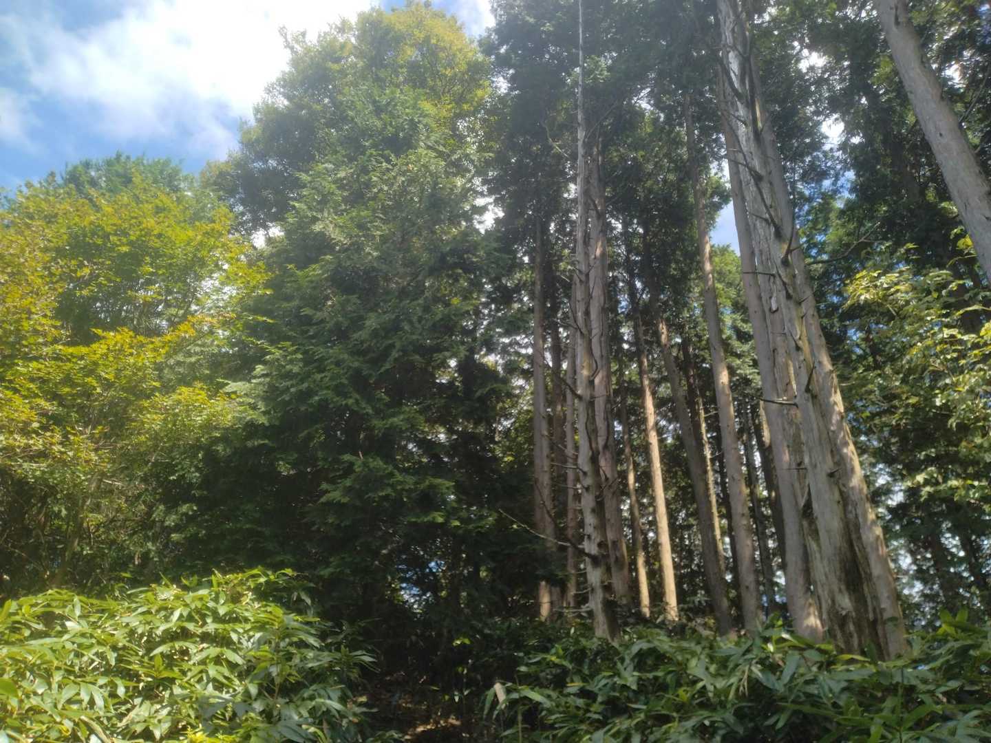 センター分け