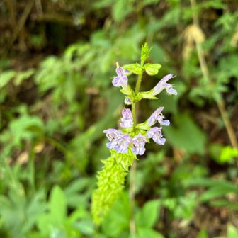 野草