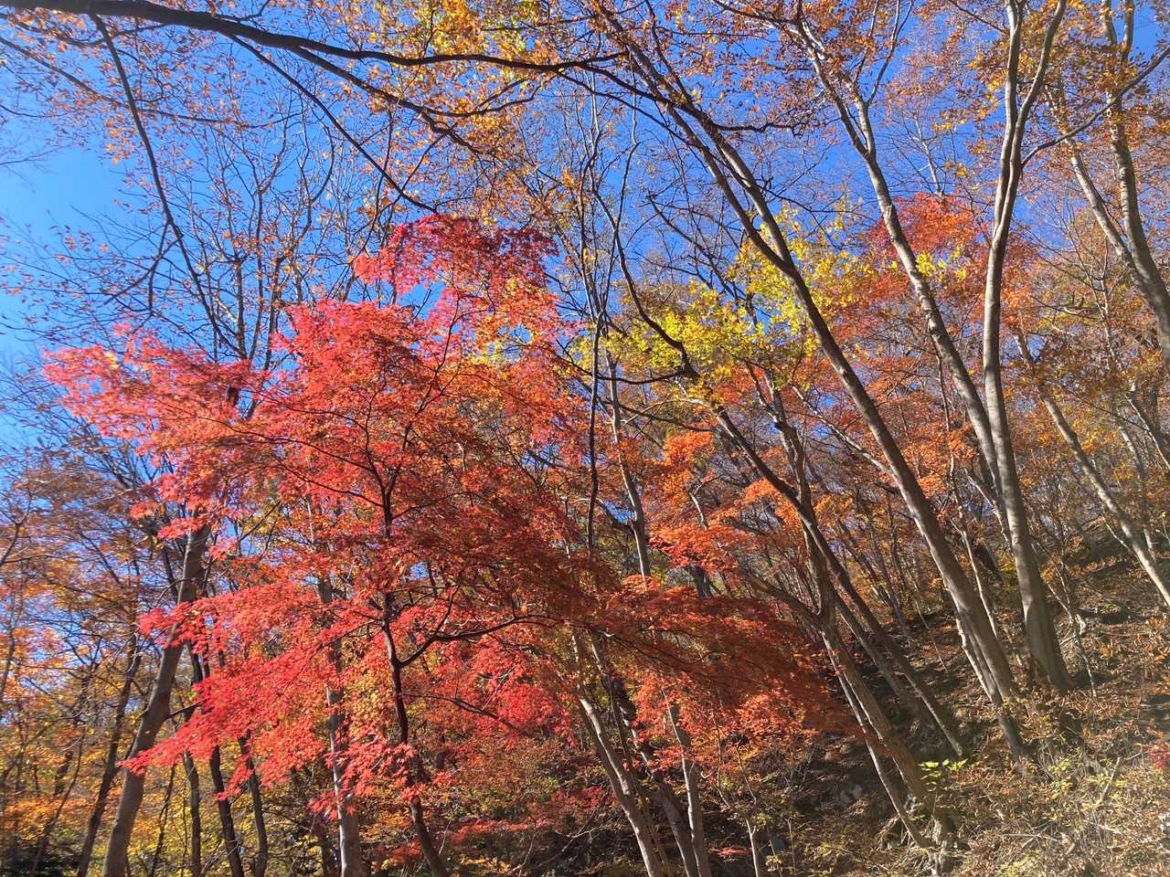 紅葉もいいじゃない✨